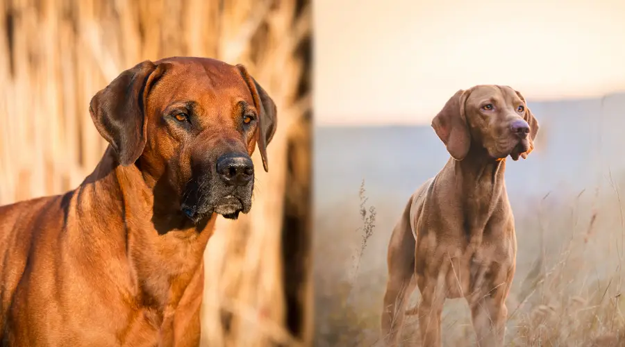 Temperamento Ridgeback vs Vizsla