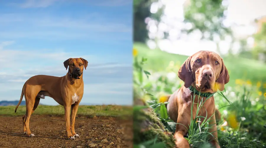 Necesidades de ejercicio Ridgeback vs Vizsla