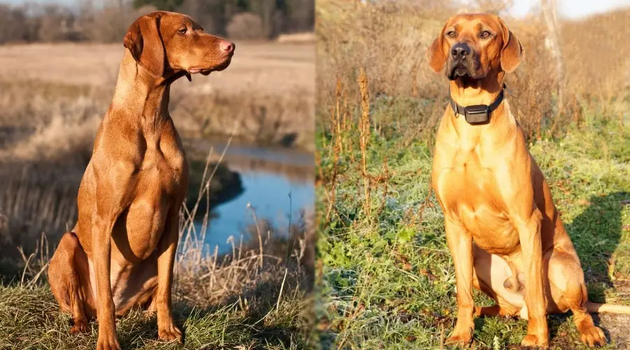 Perros rojos oxidados sentados