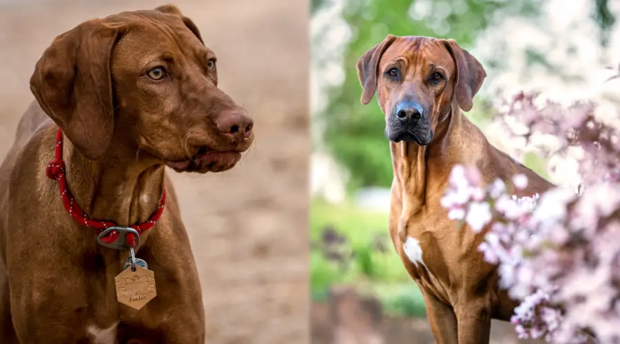 Comparación de salud de Ridgeback y Vizsla