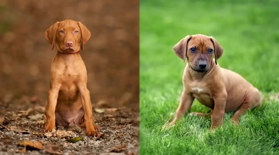 Lindos cachorros rojo oxidado