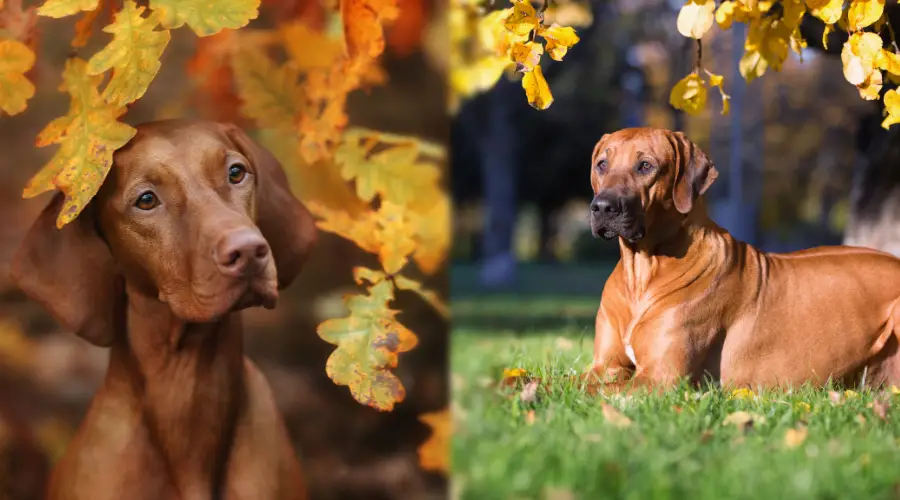 Comparación del cuidado de Ridgeback y Vizsla