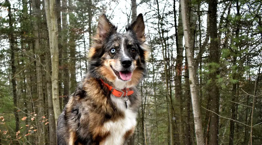 Raza mezclada de Husky australiano en tocón de árbol