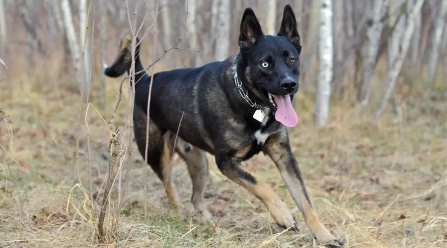 Perro mixto corriendo en el bosque