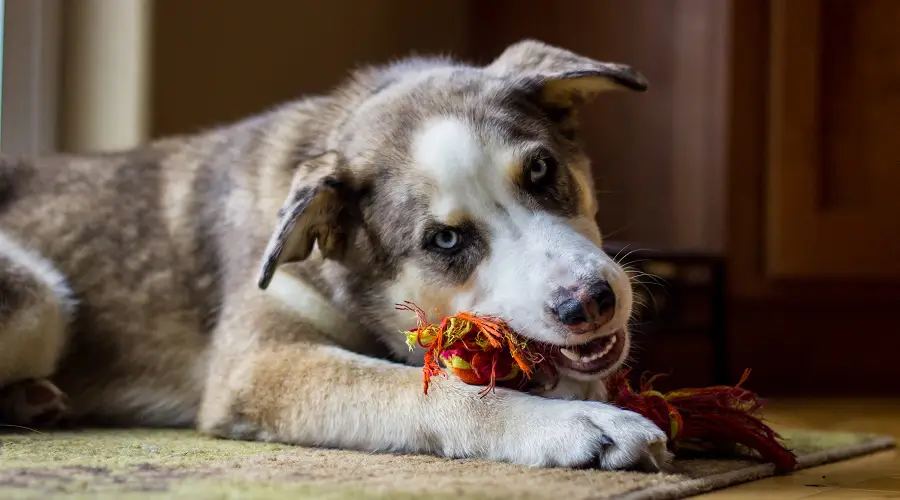 Tamaño y apariencia de la mezcla de pastor australiano y husky