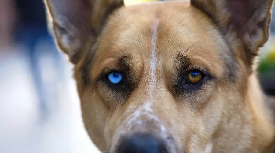 Necesidades de ejercicio del pastor australiano husky