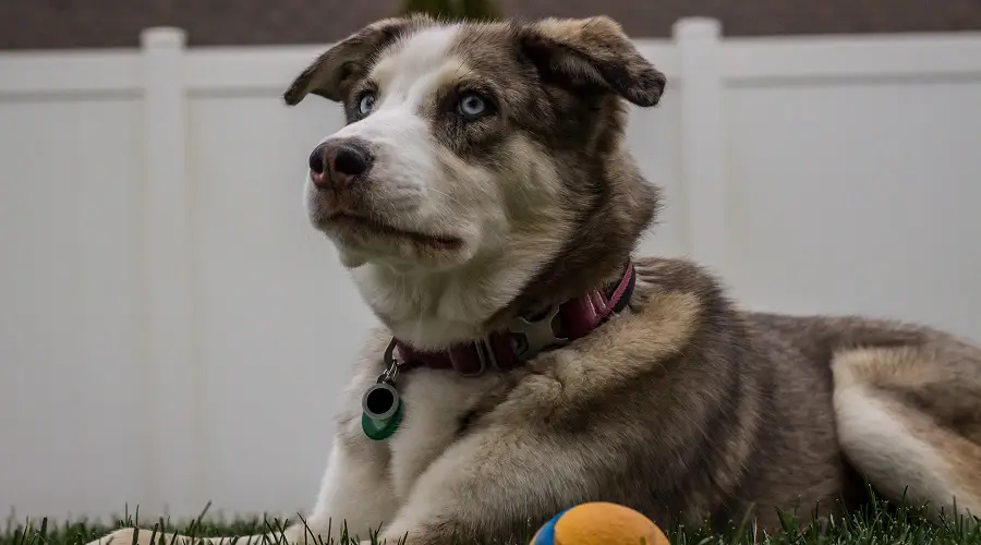 Salud del husky australiano