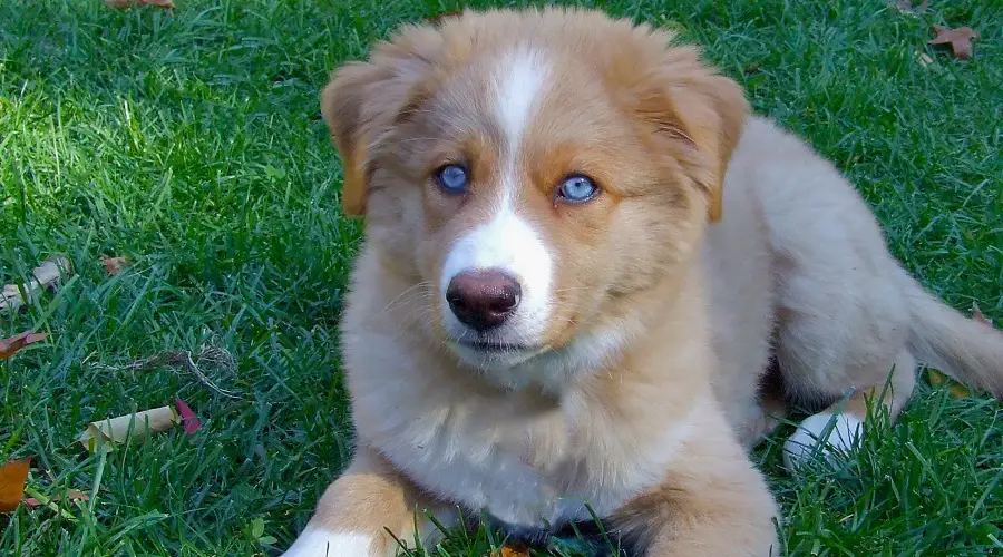 Cachorro de husky australiano