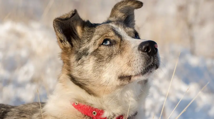 Nutrición del husky australiano