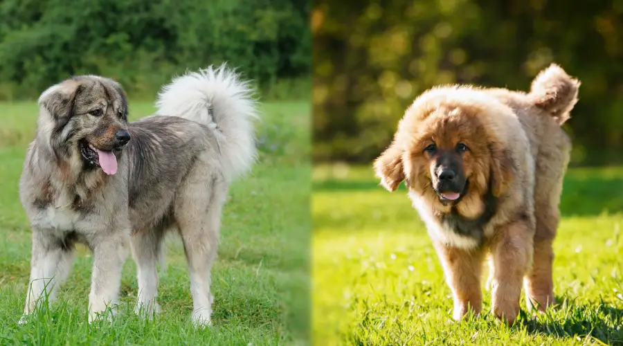 Requisitos de ejercicio del perro oso ruso frente al mastín tibetano