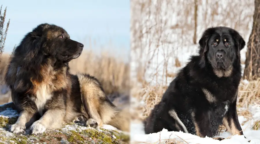 Necesidades de entrenamiento del perro oso ruso frente al perro pastor caucásico