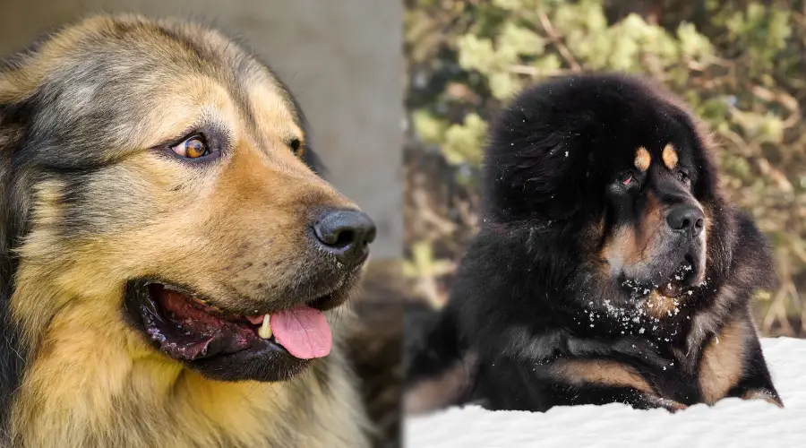 Necesidades de salud del perro oso ruso y del mastín tibetano