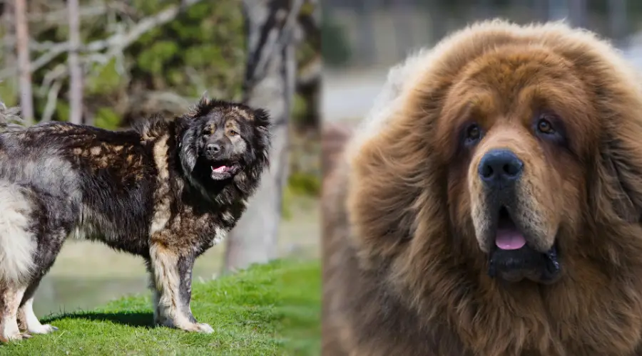 Necesidades nutricionales del perro oso ruso frente al mastín tibetano