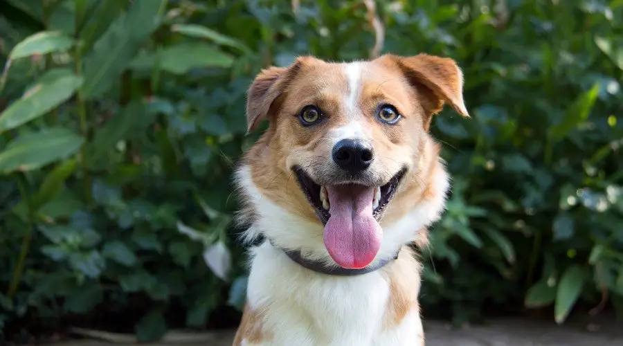 Colores del pelaje del Corgi Border Collie