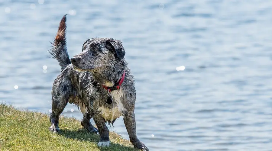 Nutrición del Border Collie Corgi