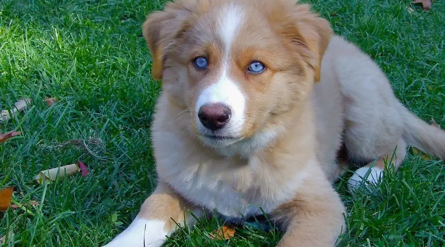 Mezcla de husky australiano