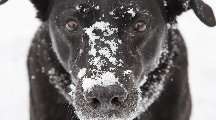 Perro de aguas australiano