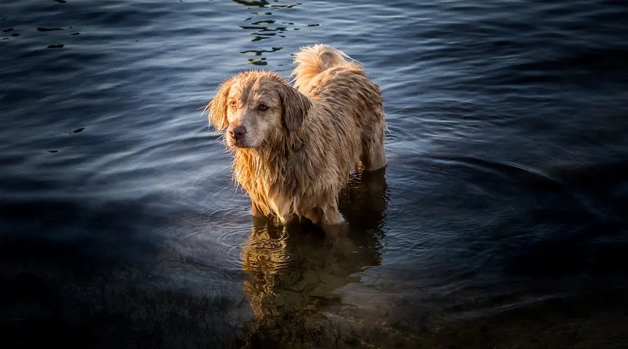 perro perdiguero australiano