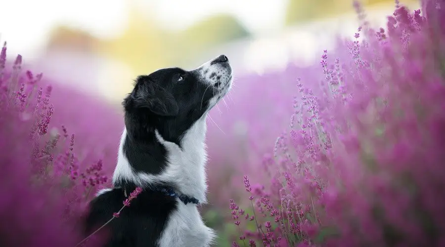 Perro salchicha pastor australiano