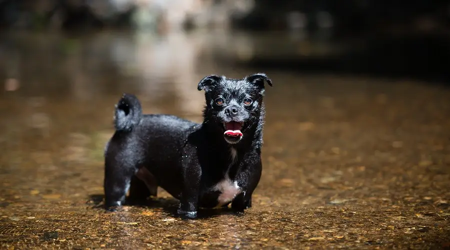 Mezcla de bulldog australiano