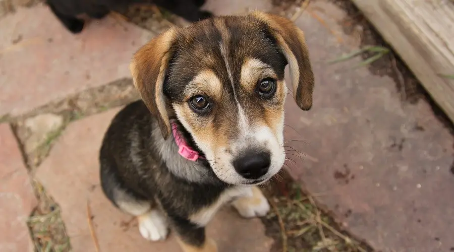 Mezcla de pastor australiano beagle