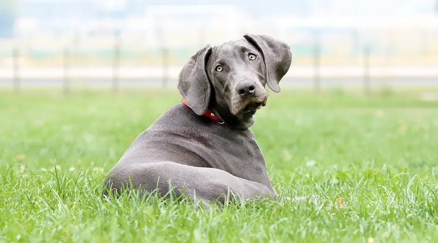 Weimaraner en hierba