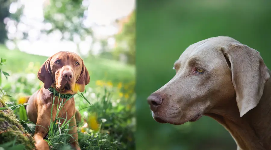 Comparación de apariencia de Vizsla y Weimaraner