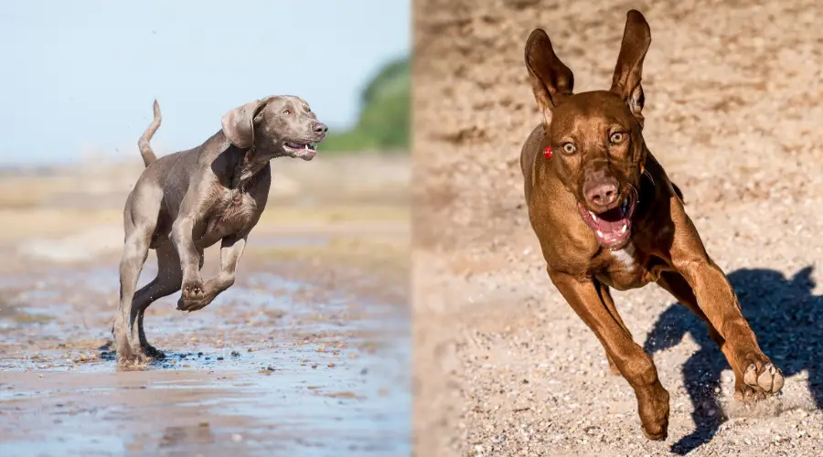 Ejercicio Vizsla vs Weimaraner