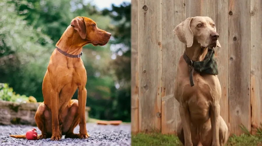 Perros sentados que se portan bien