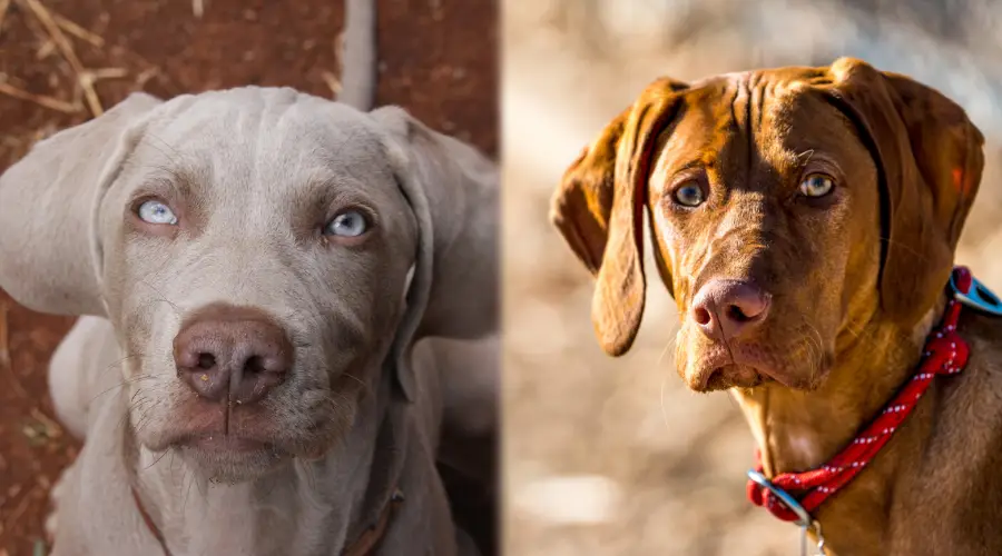 Temperamento Vizsla vs Weimaraner