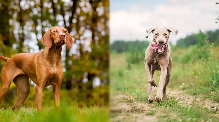 Comparación del cuidado del Vizsla y del Weimaraner