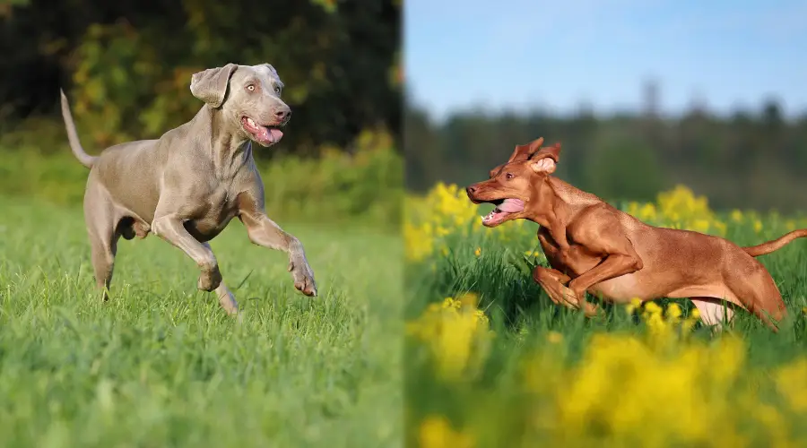 Comparación de salud de Vizsla y Weimaraner