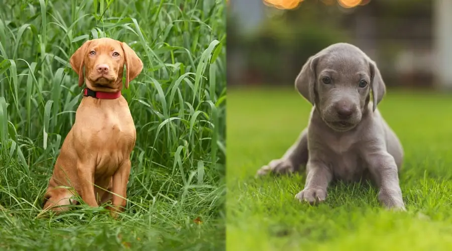 Lindos cachorros sentados en la hierba