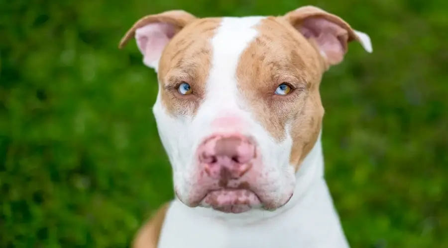 Hermoso perro de raza mixta al aire libre