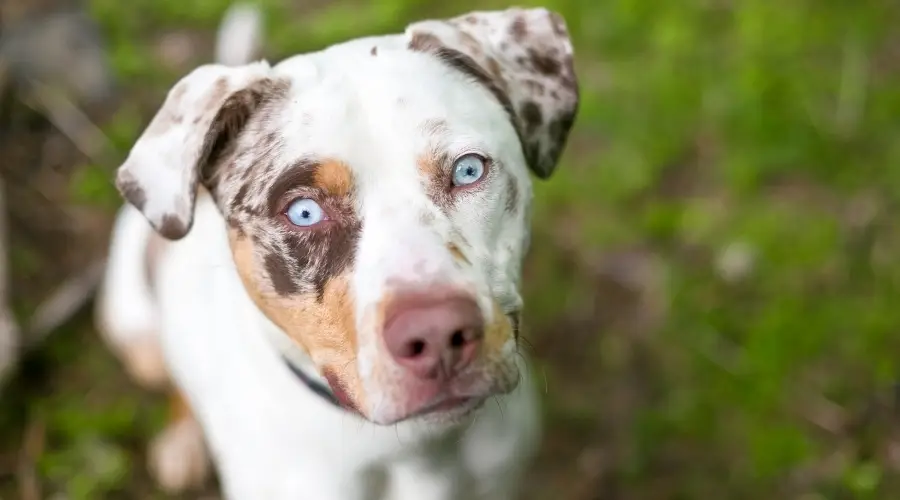 Mezcla saludable de Catahoula Pitbull