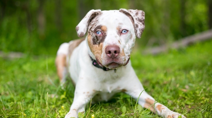 Cachorro mezcla de pitbully catahoula