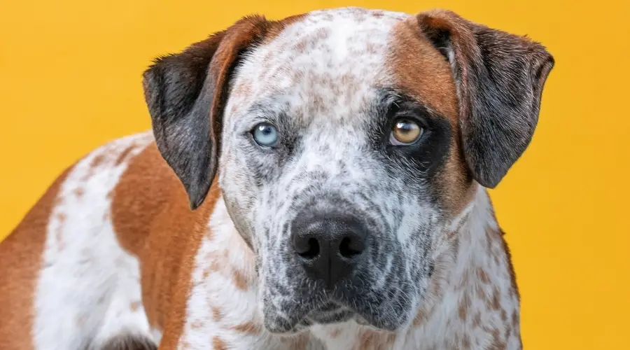 Hermoso perro con dos ojos de diferentes colores.