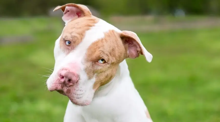 Perro de rescate con colores únicos