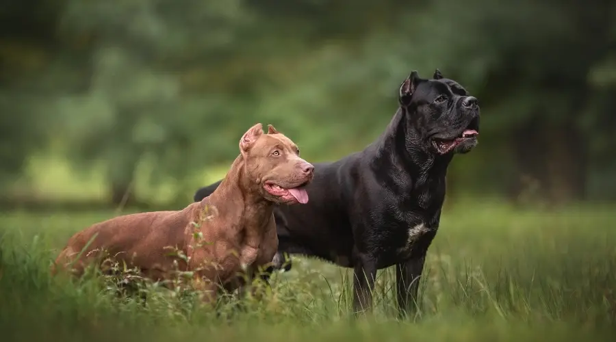 Perro marrón y negro en hierba exuberante