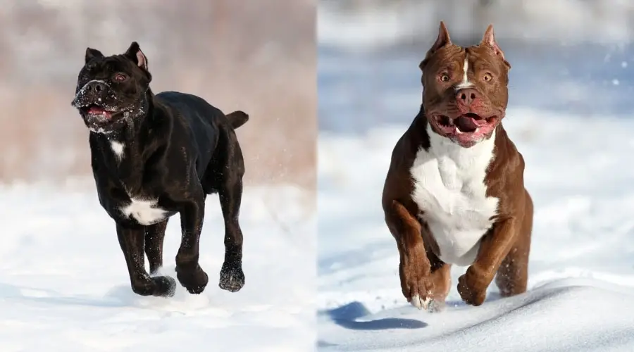 Dos perros corriendo en la nieve.