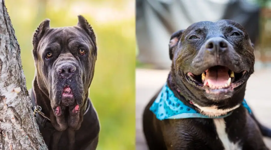 Perros negros mayores