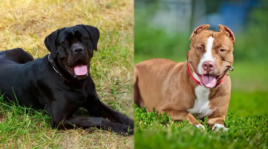 Perros felices negros y marrones con la lengua fuera