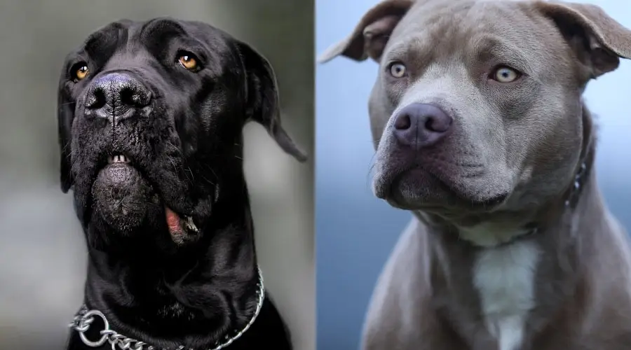 Primeros planos de perros negros y azules