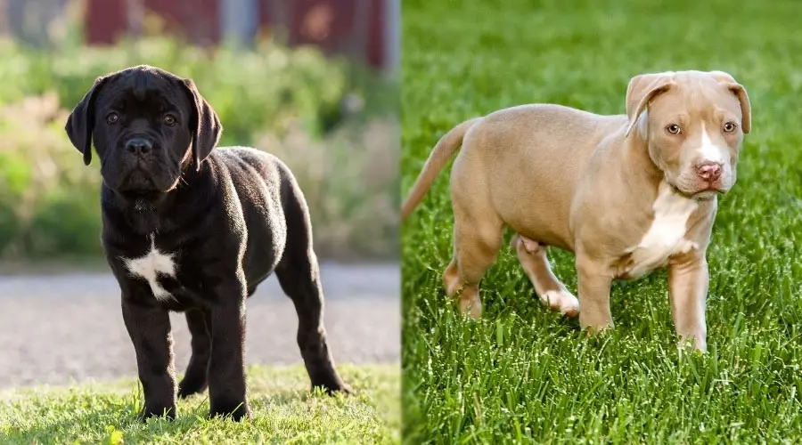 Cachorros negros y fuego de pie en la hierba