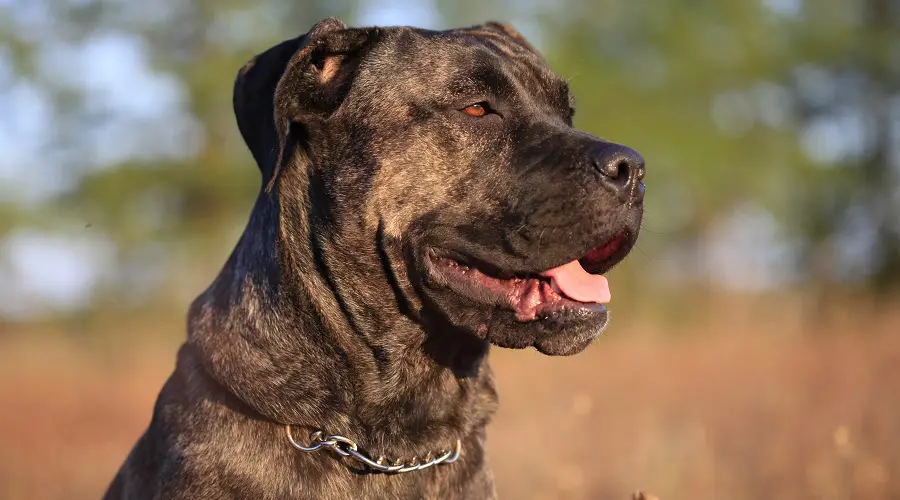 Cane Corso Vs. American Pitbull Terrier: Diferencias Y Similitudes