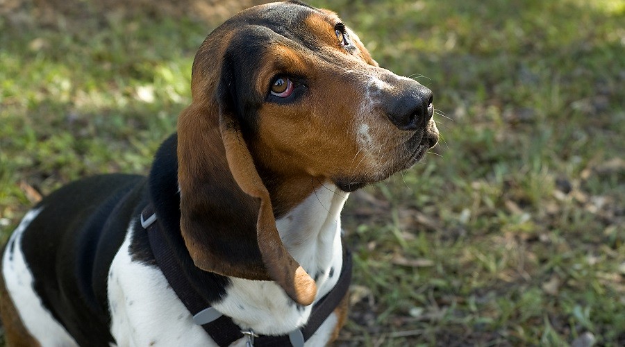 Mezcla de Beagle Basset Hound sobre hierba