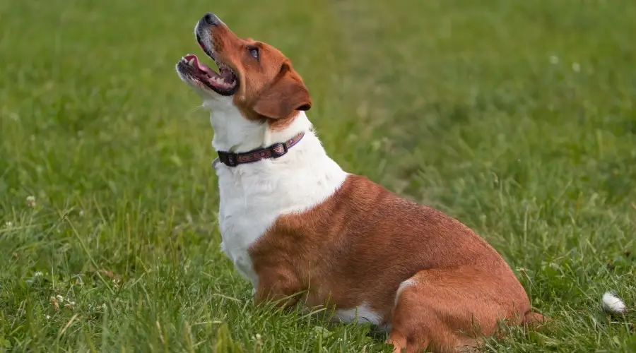 Perro feliz mirando hacia arriba