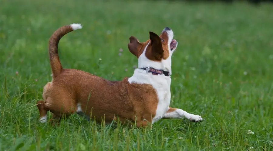 Perro feliz corriendo en el parque