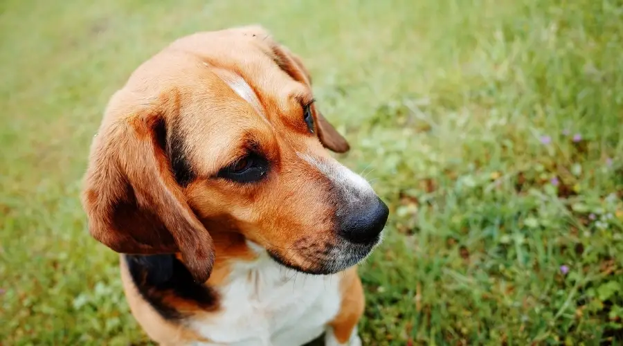 perro en el parque