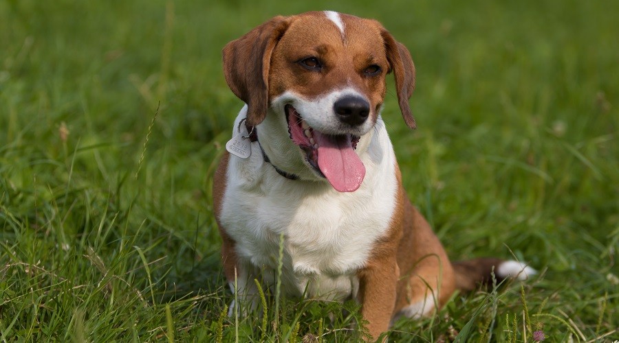 Requisitos nutricionales de la mezcla de Beagle Basset Hound